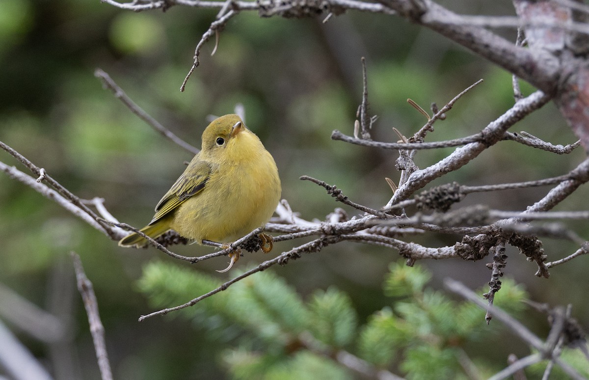 Yellow Warbler - ML608385559