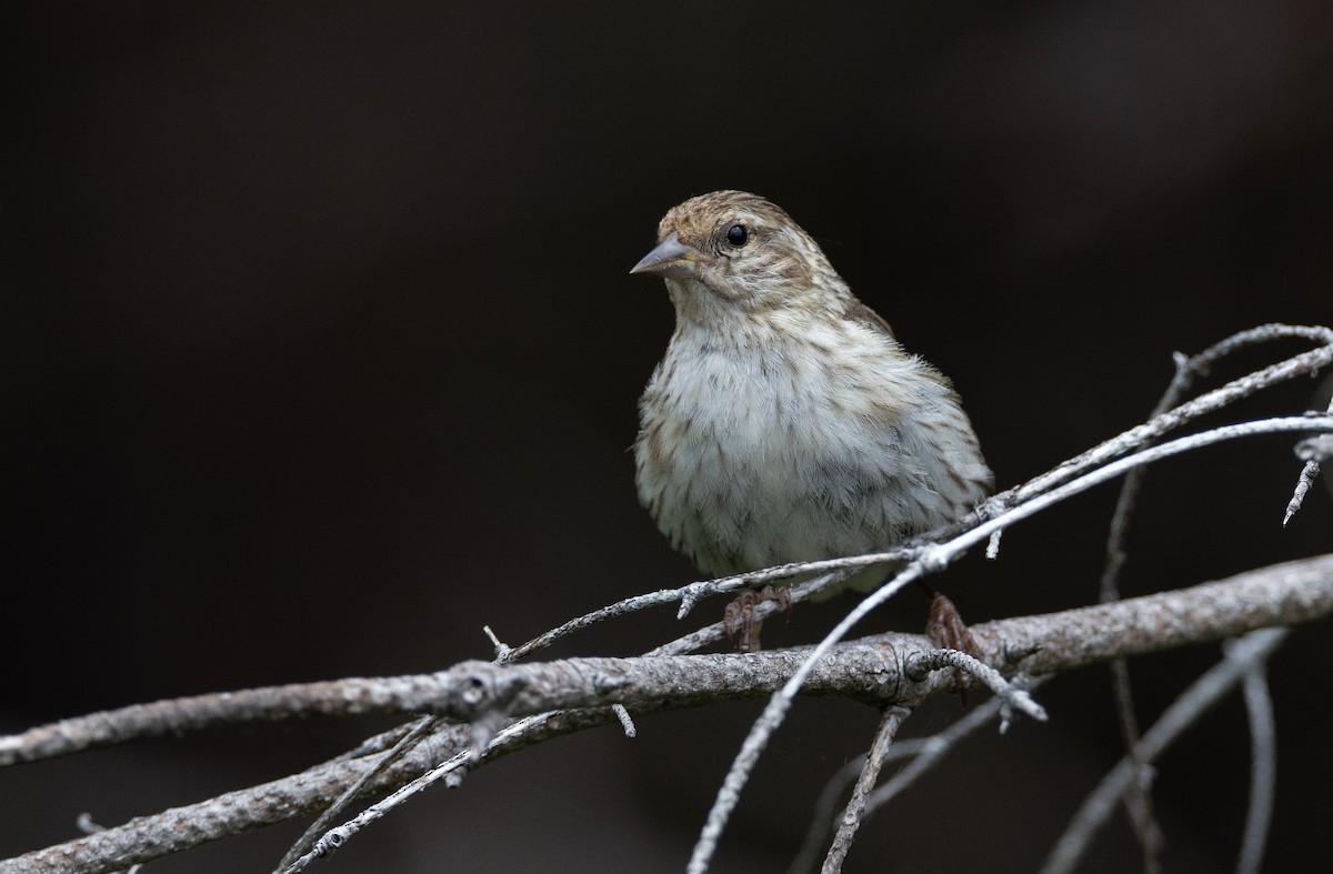 Pine Siskin - ML608385560