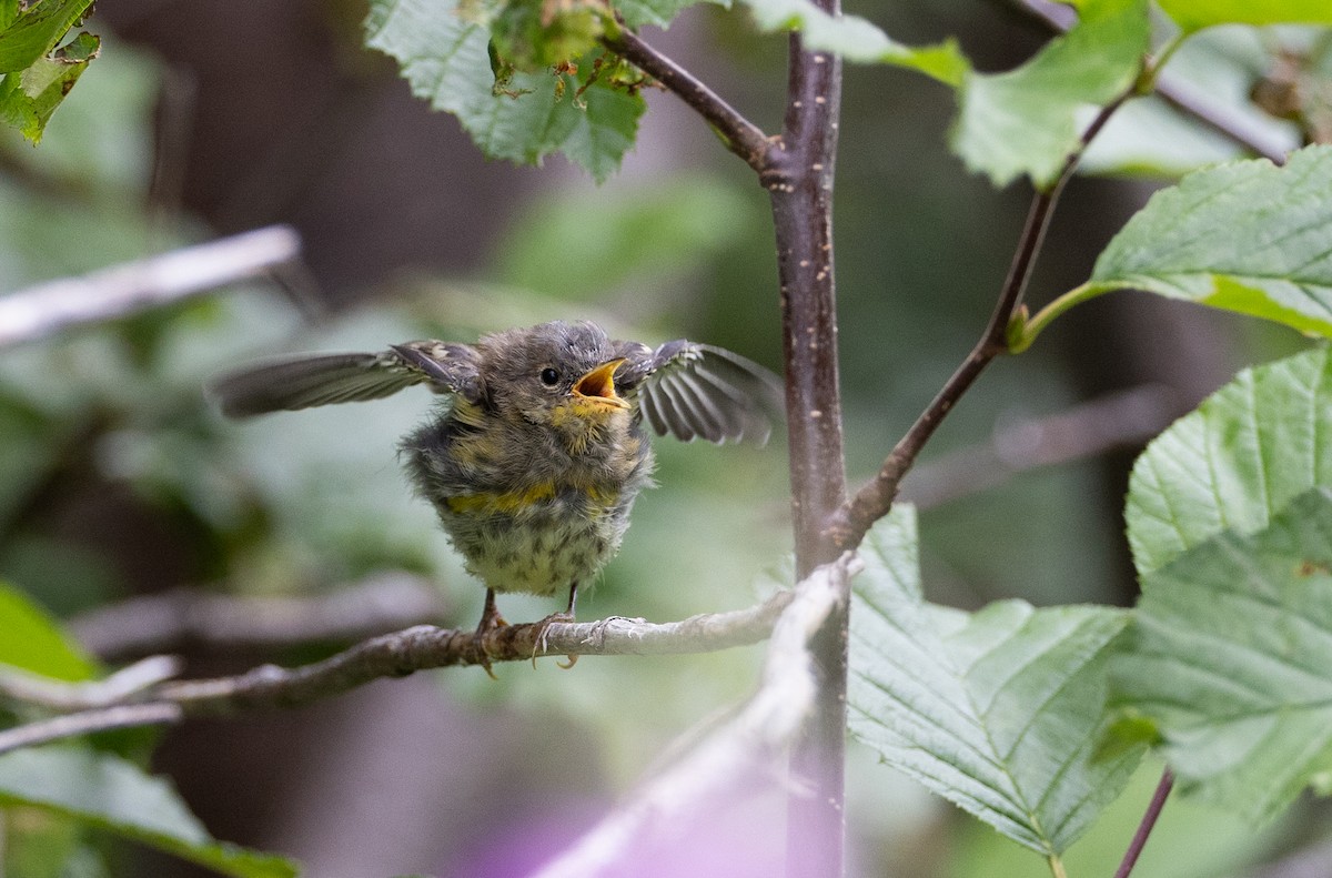 Yellow-rumped Warbler - ML608385567