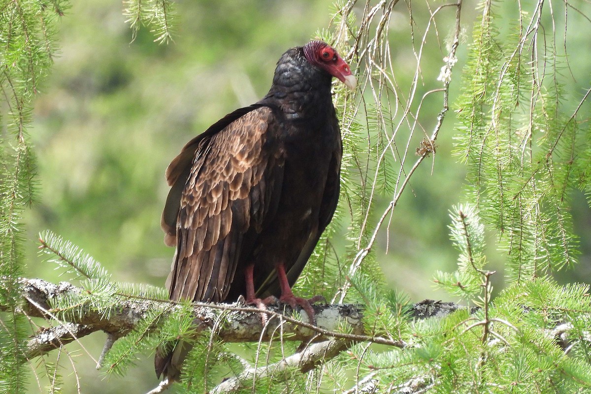 Turkey Vulture - ML608385594