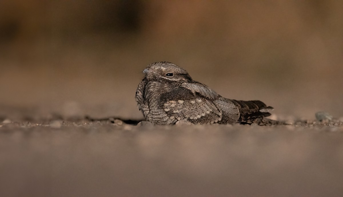 Eurasian Nightjar - Dimitrios Loukas