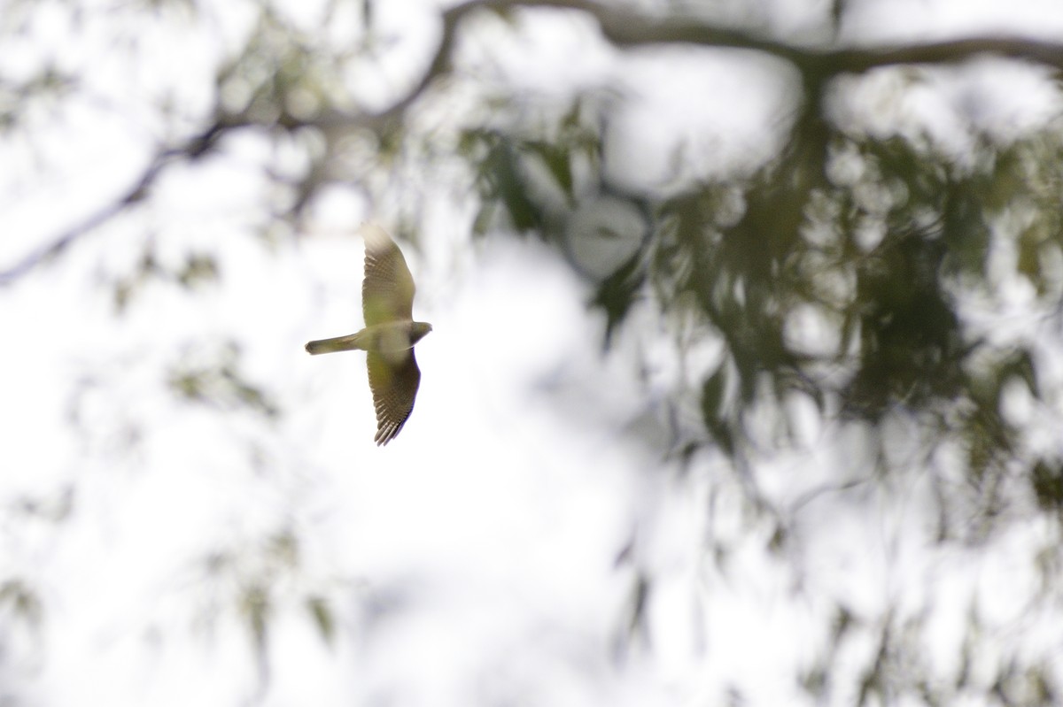 Brown Goshawk - ML608385708