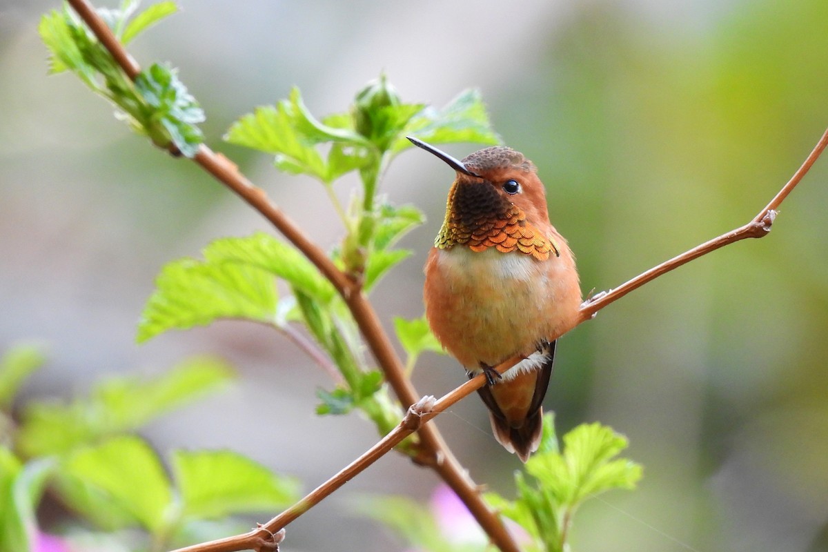 Rufous Hummingbird - ML608385712