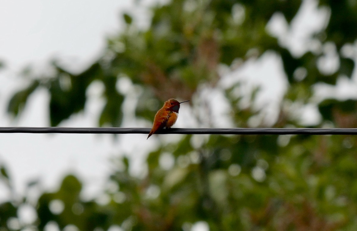 Rufous Hummingbird - ML608385734