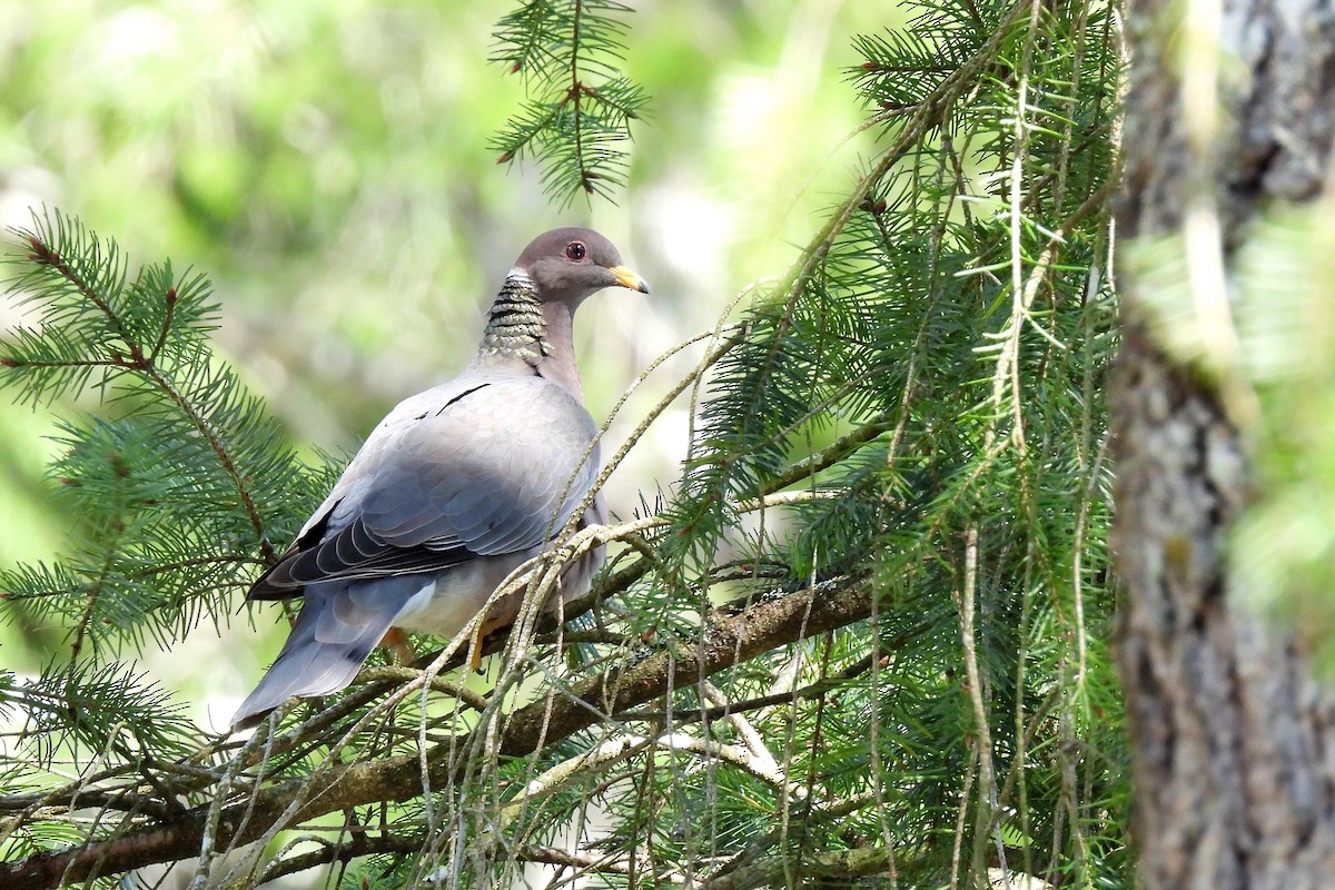 Band-tailed Pigeon - ML608385768