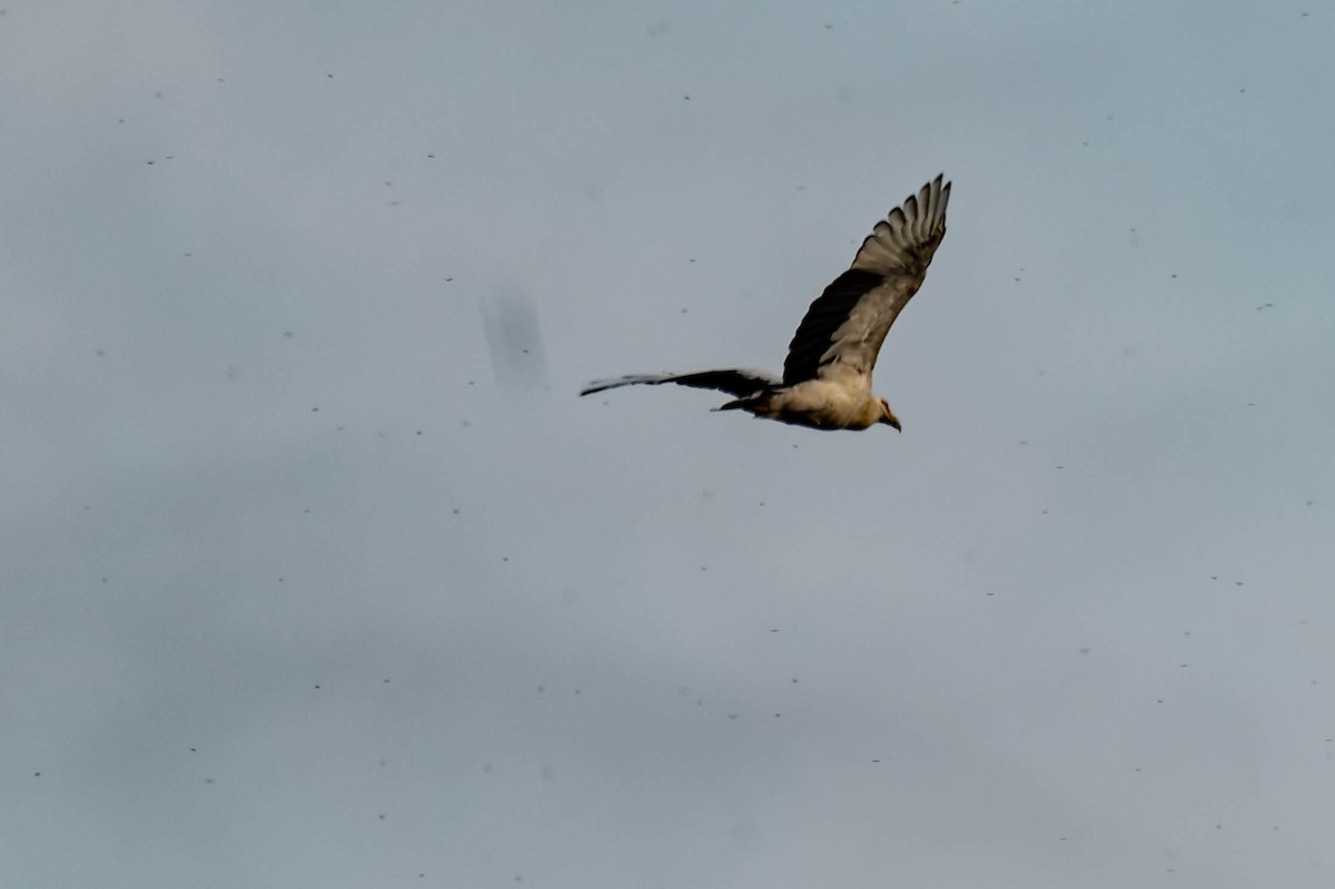 Palm-nut Vulture - ML608385809