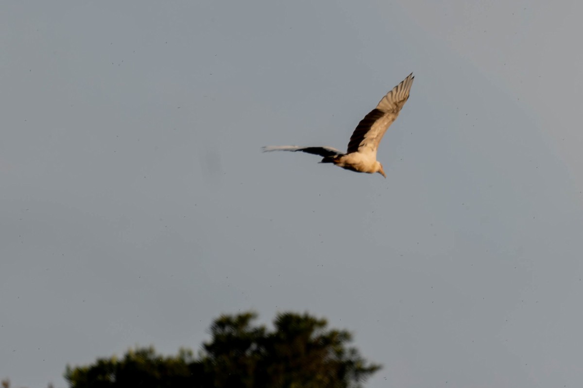 Palm-nut Vulture - ML608385810