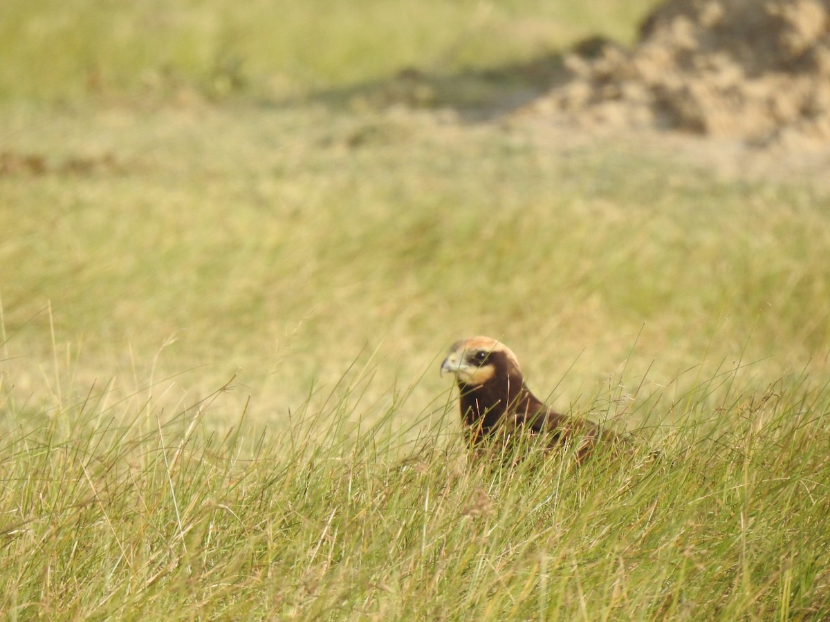 Western Marsh Harrier - ML608385820