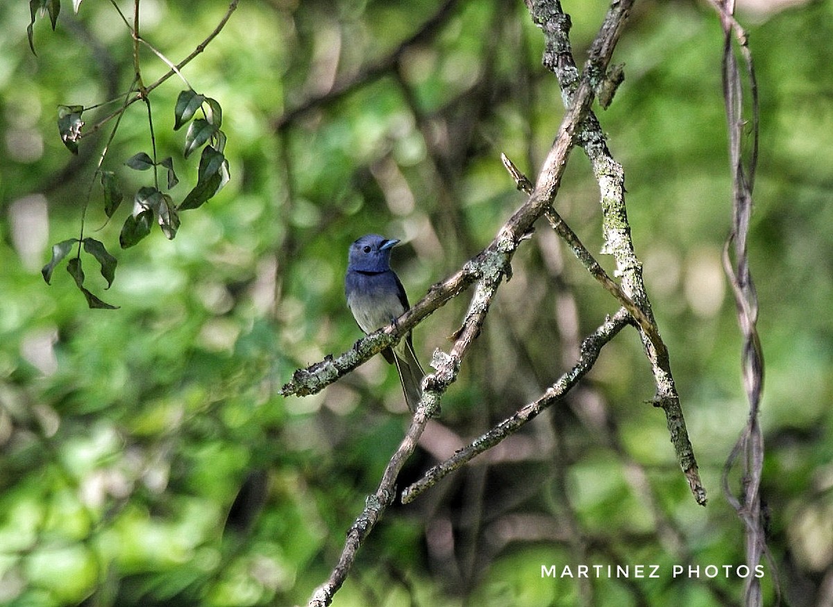 Black-naped Monarch - ML608385872