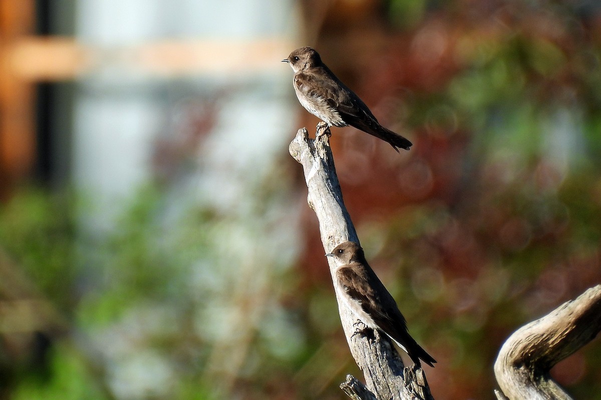 Northern Rough-winged Swallow - ML608385900