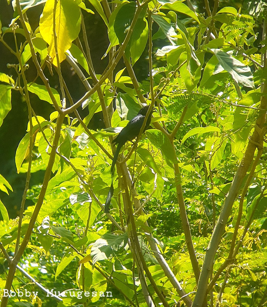 Greater Racket-tailed Drongo - ML608385992