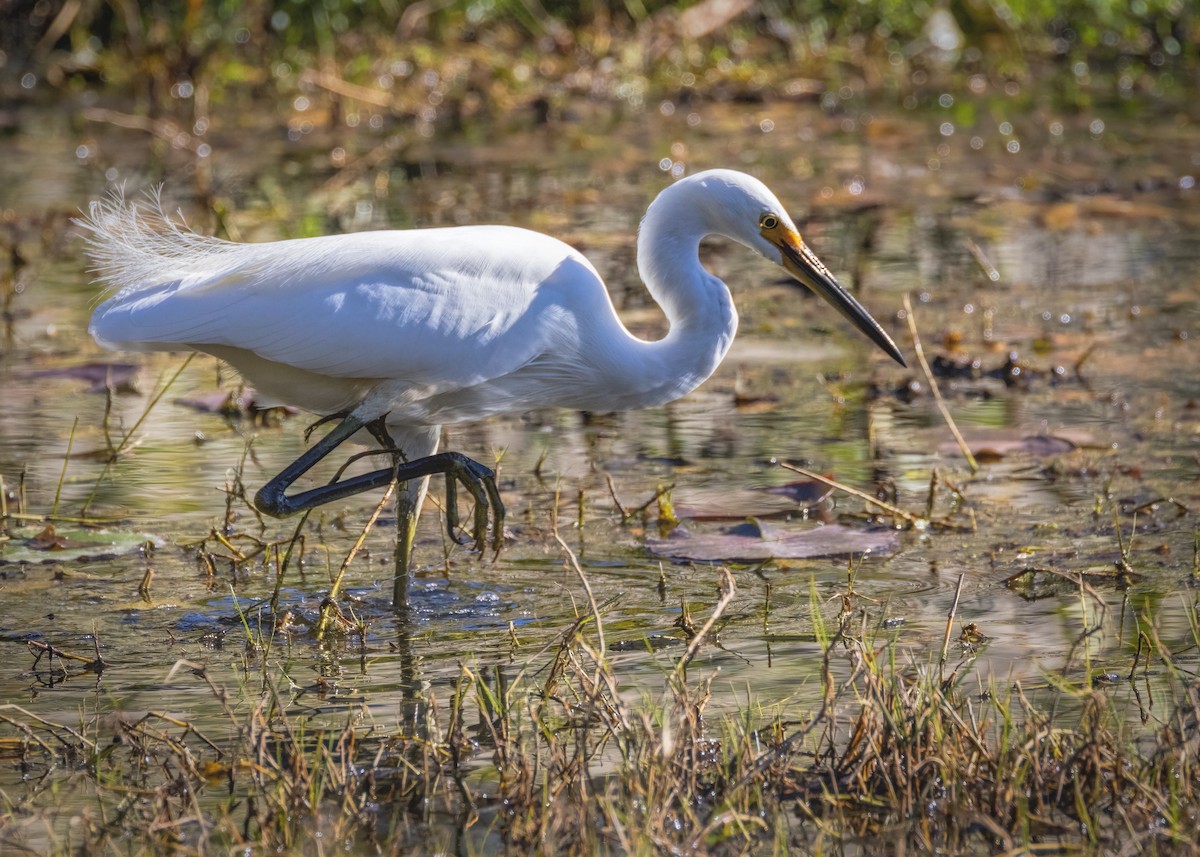 Little Egret - Julie Clark