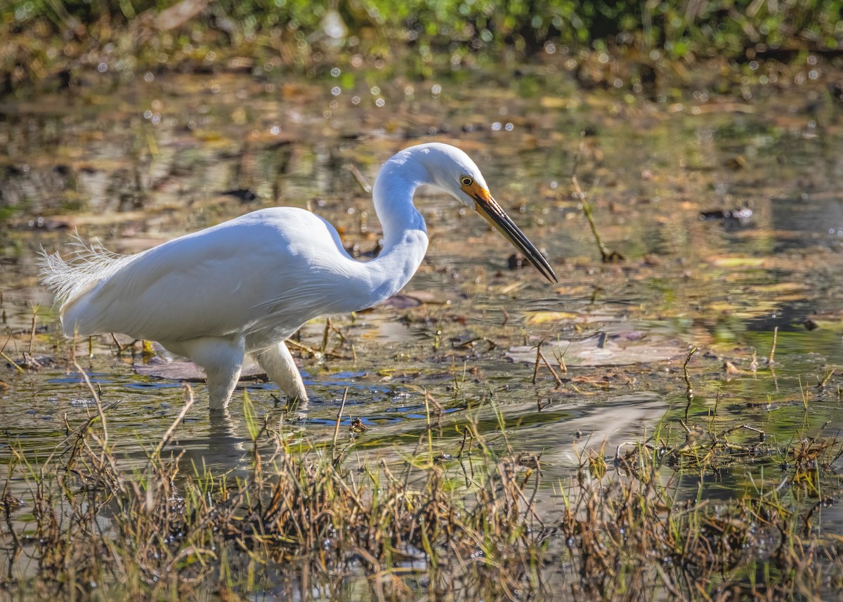 小白鷺 - ML608386065