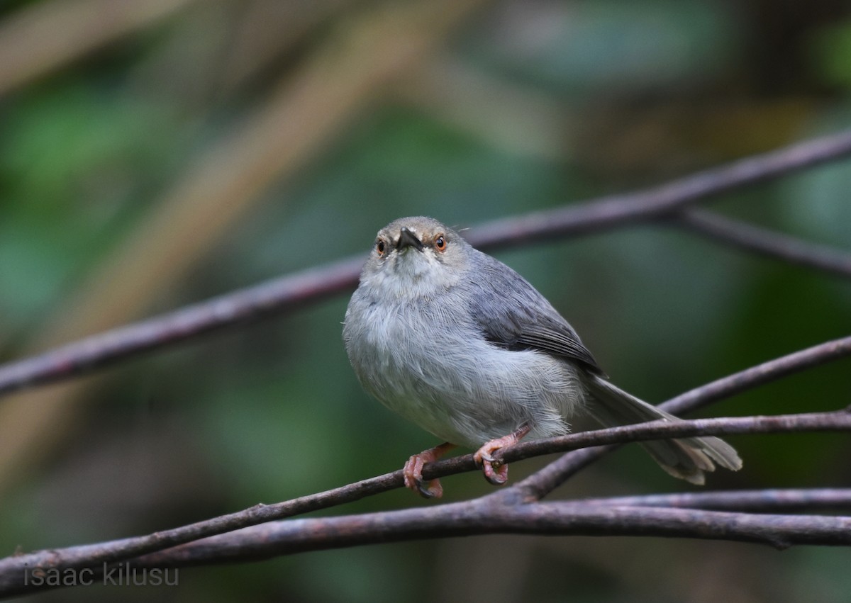 Long-billed Tailorbird - ML608386070