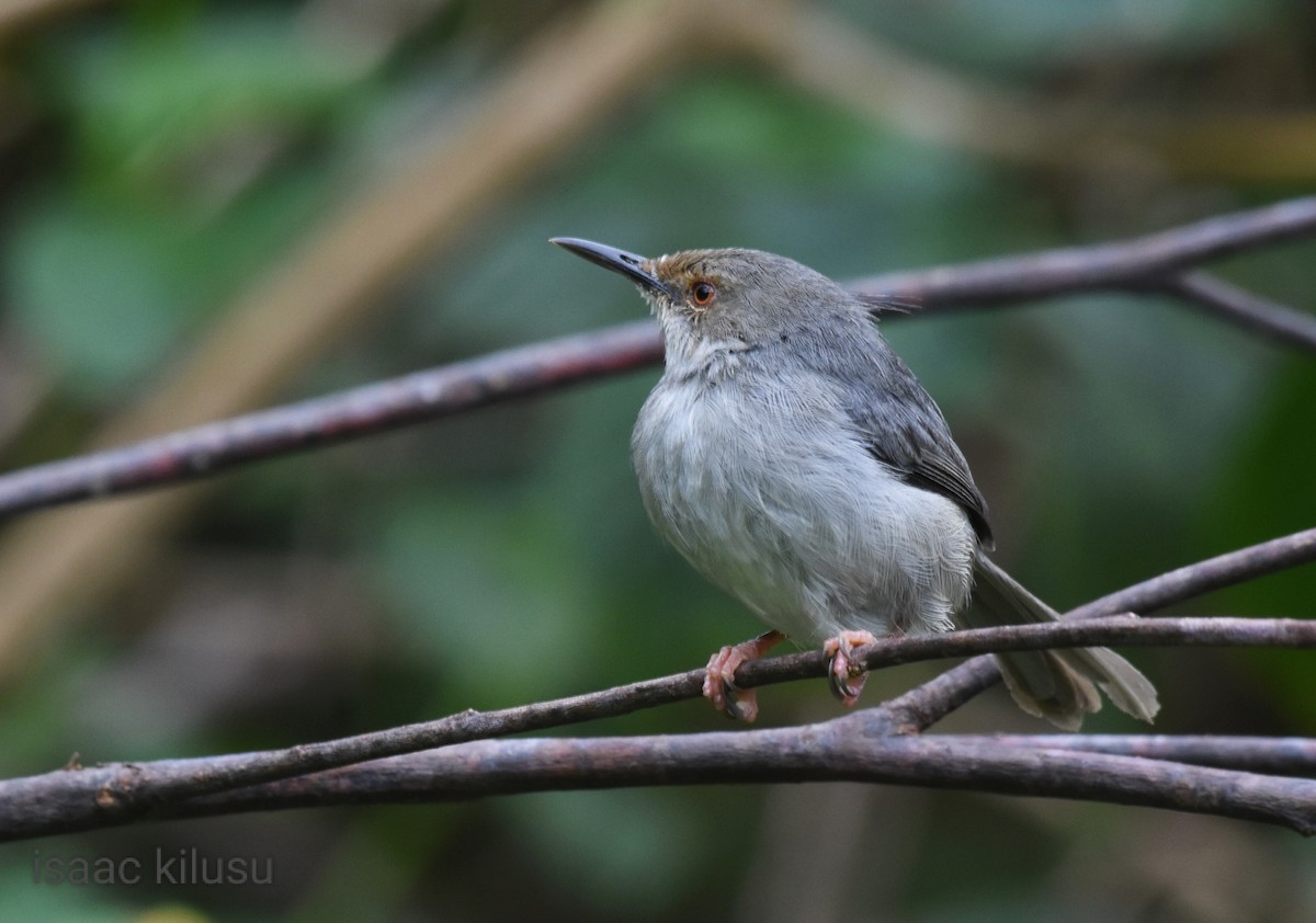 Long-billed Tailorbird - ML608386076