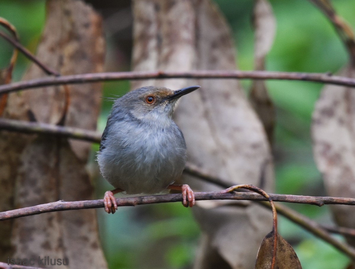 Long-billed Tailorbird - ML608386077