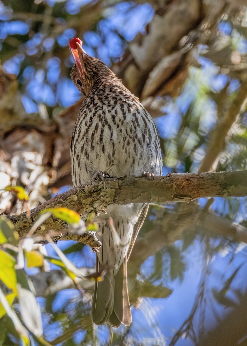 Australasian Figbird - ML608386088