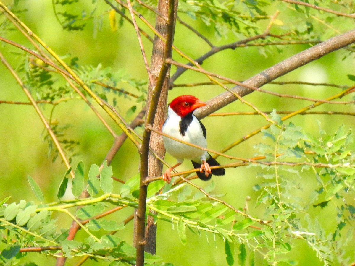 Yellow-billed Cardinal - ML608386095