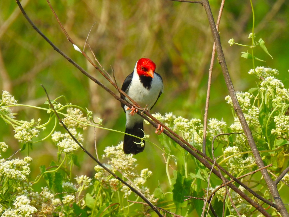 Yellow-billed Cardinal - Ricardo Centurión