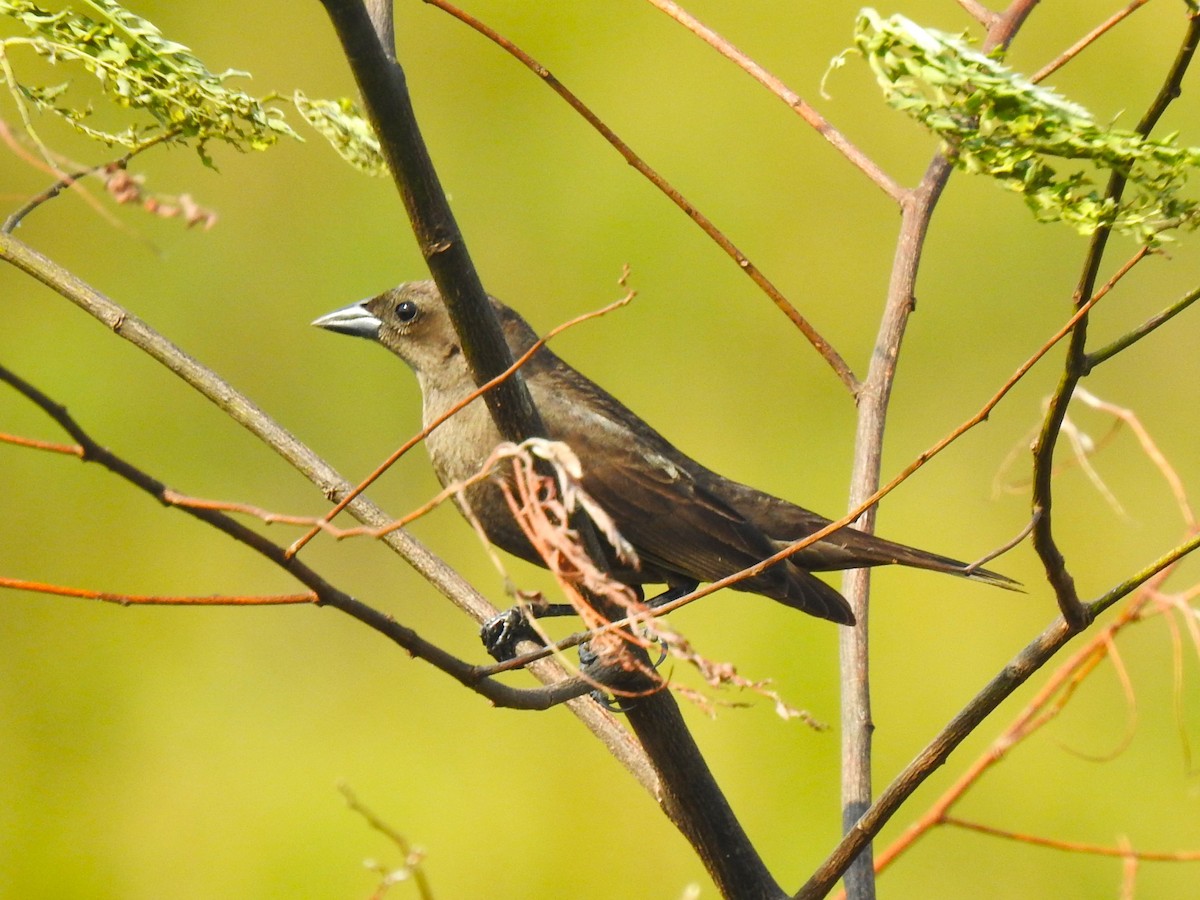 Shiny Cowbird - Ricardo Centurión