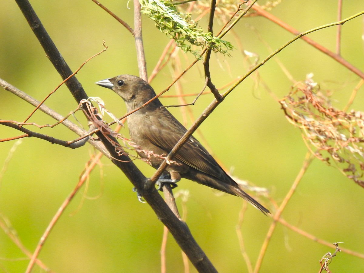 Shiny Cowbird - ML608386102