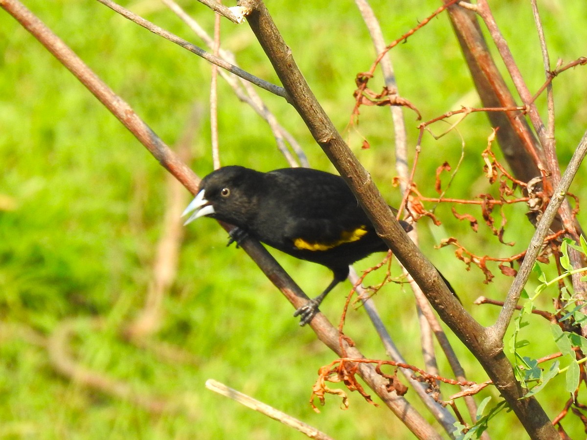 Golden-winged Cacique - ML608386103