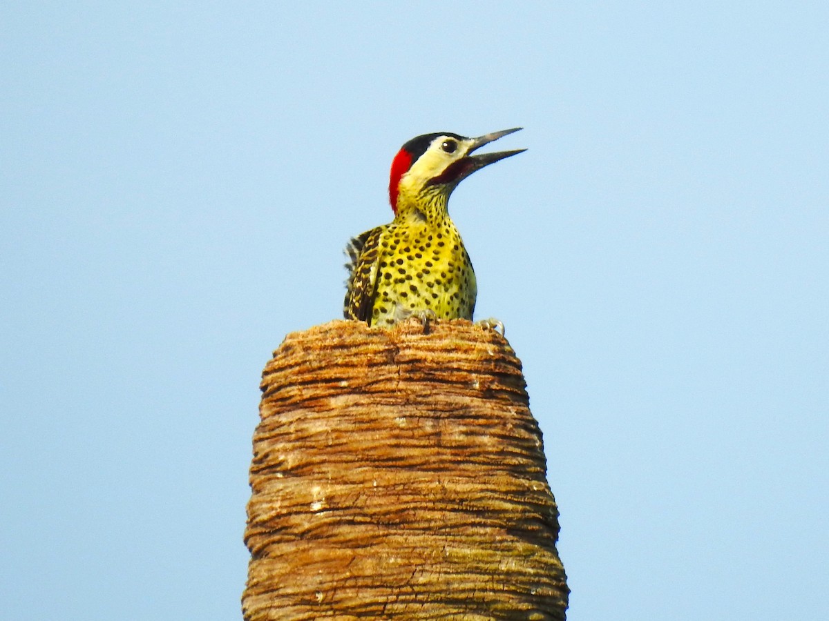 Green-barred Woodpecker - ML608386113