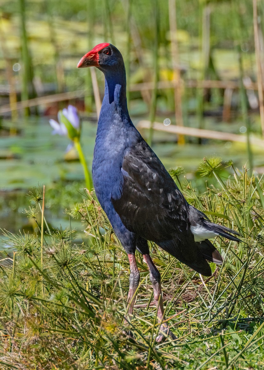 Calamón Australiano - ML608386169