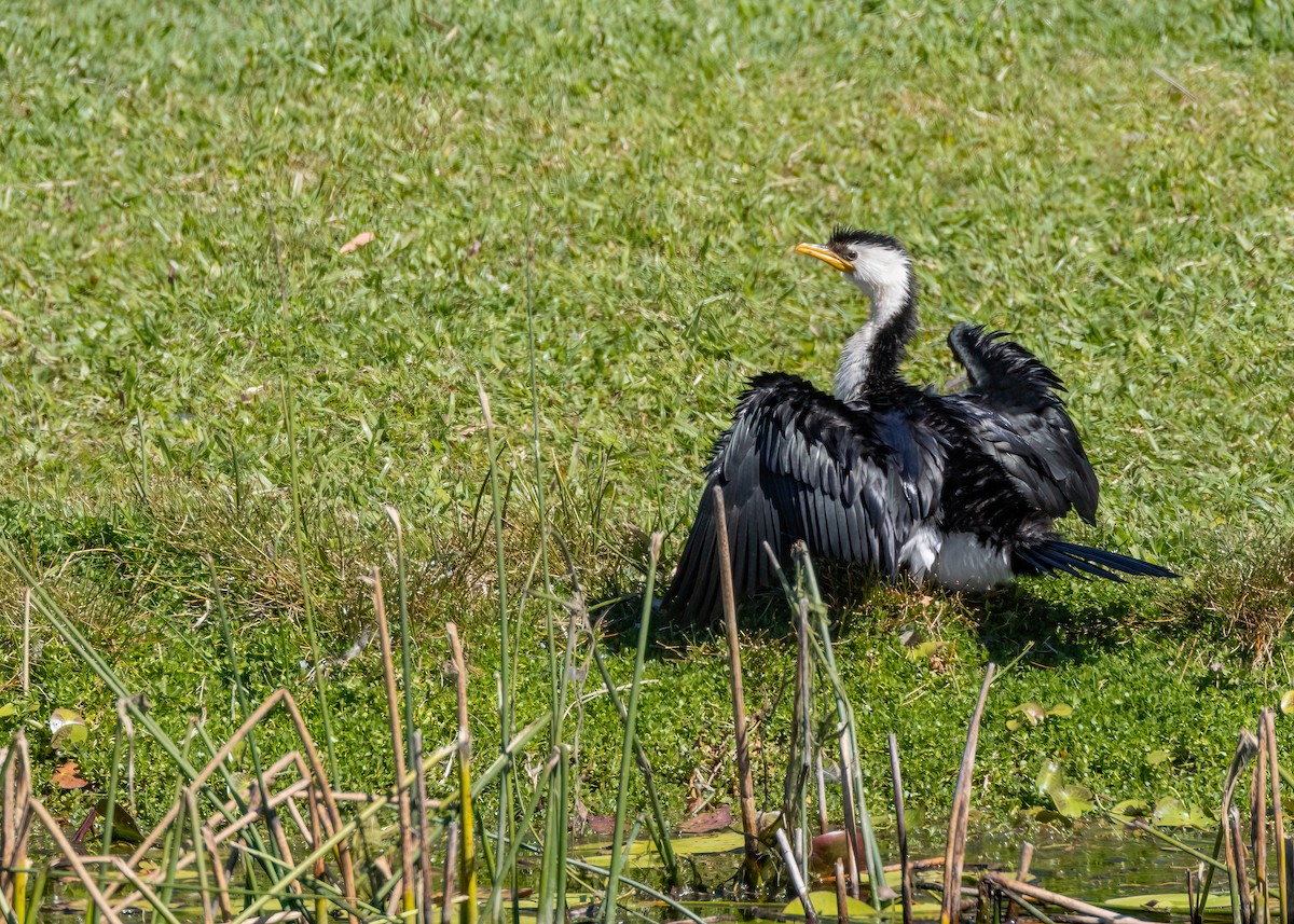 Cormorán Piquicorto - ML608386172