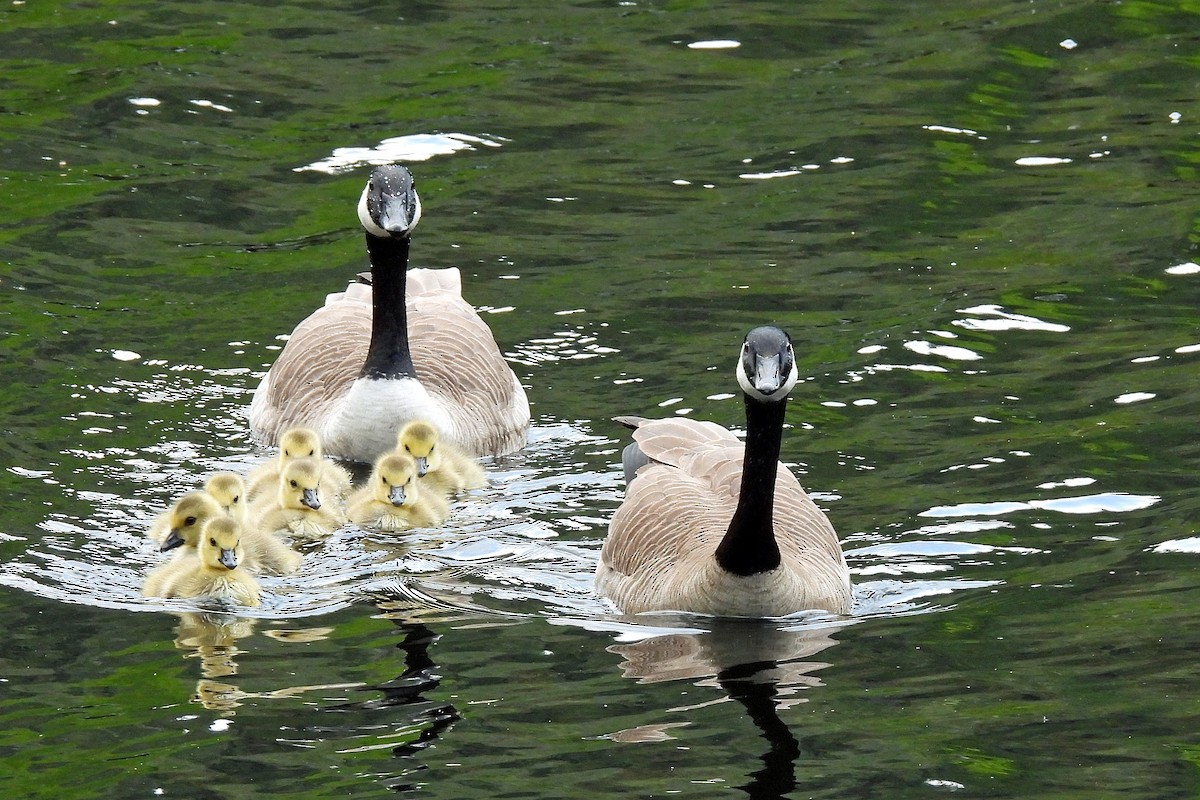 Oca canadese maggiore - ML608386252