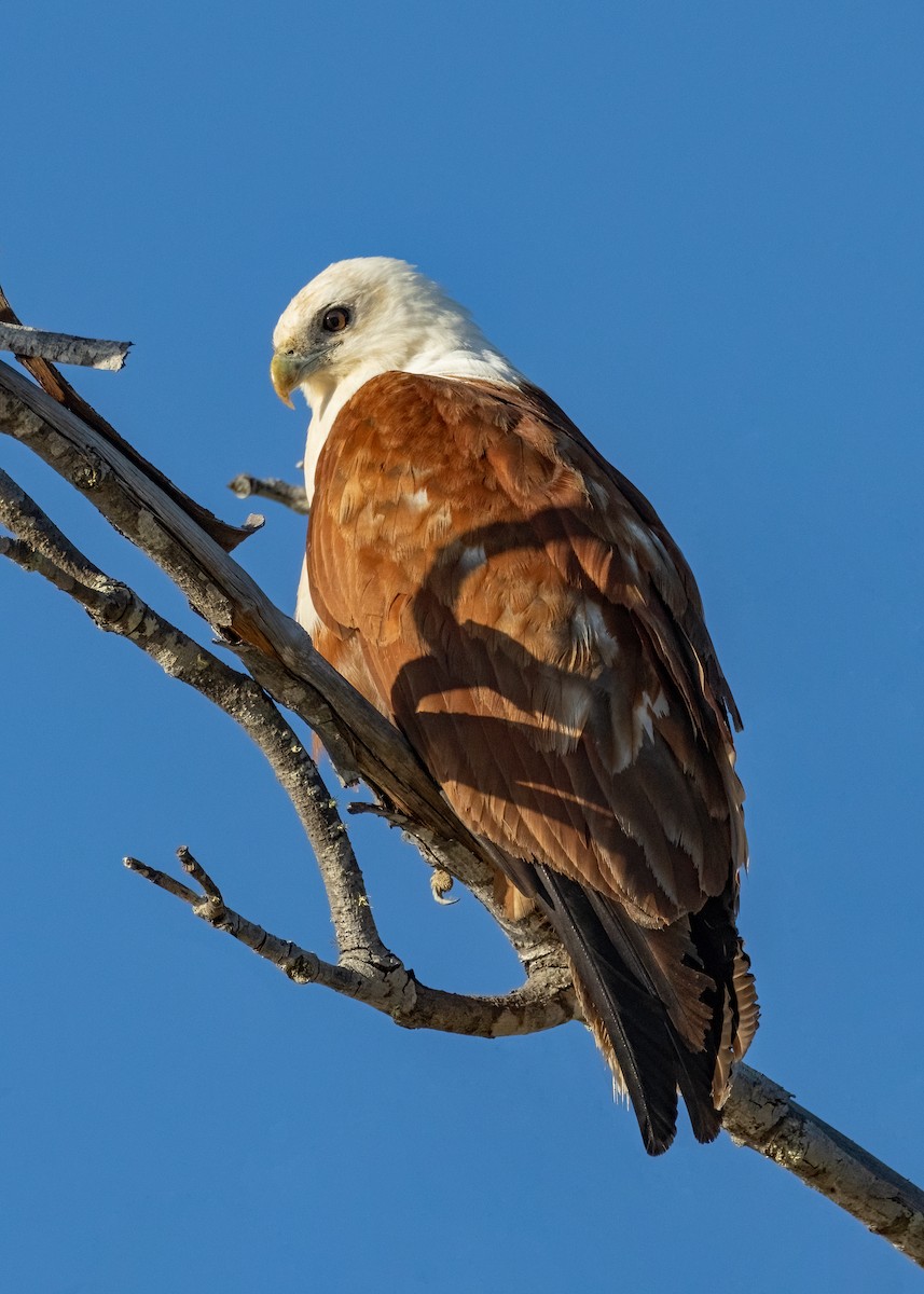 Brahminy Kite - ML608386270