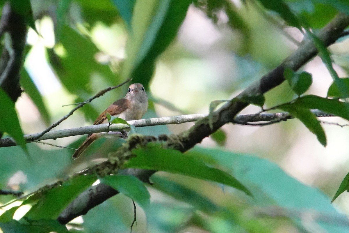 Guianan Greenlet - Vincent Rufray