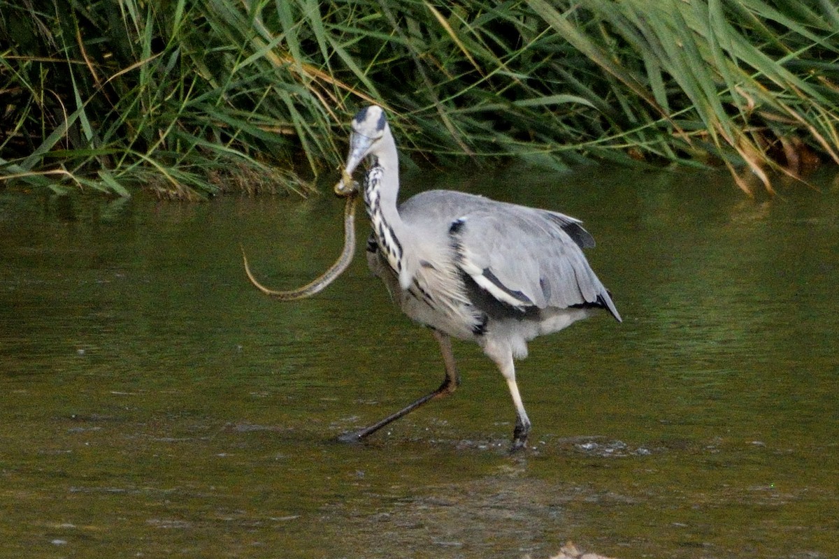 Gray Heron - ML608386356