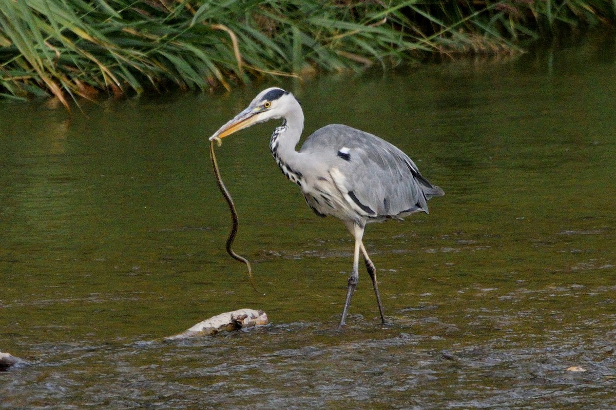 Gray Heron - ML608386357