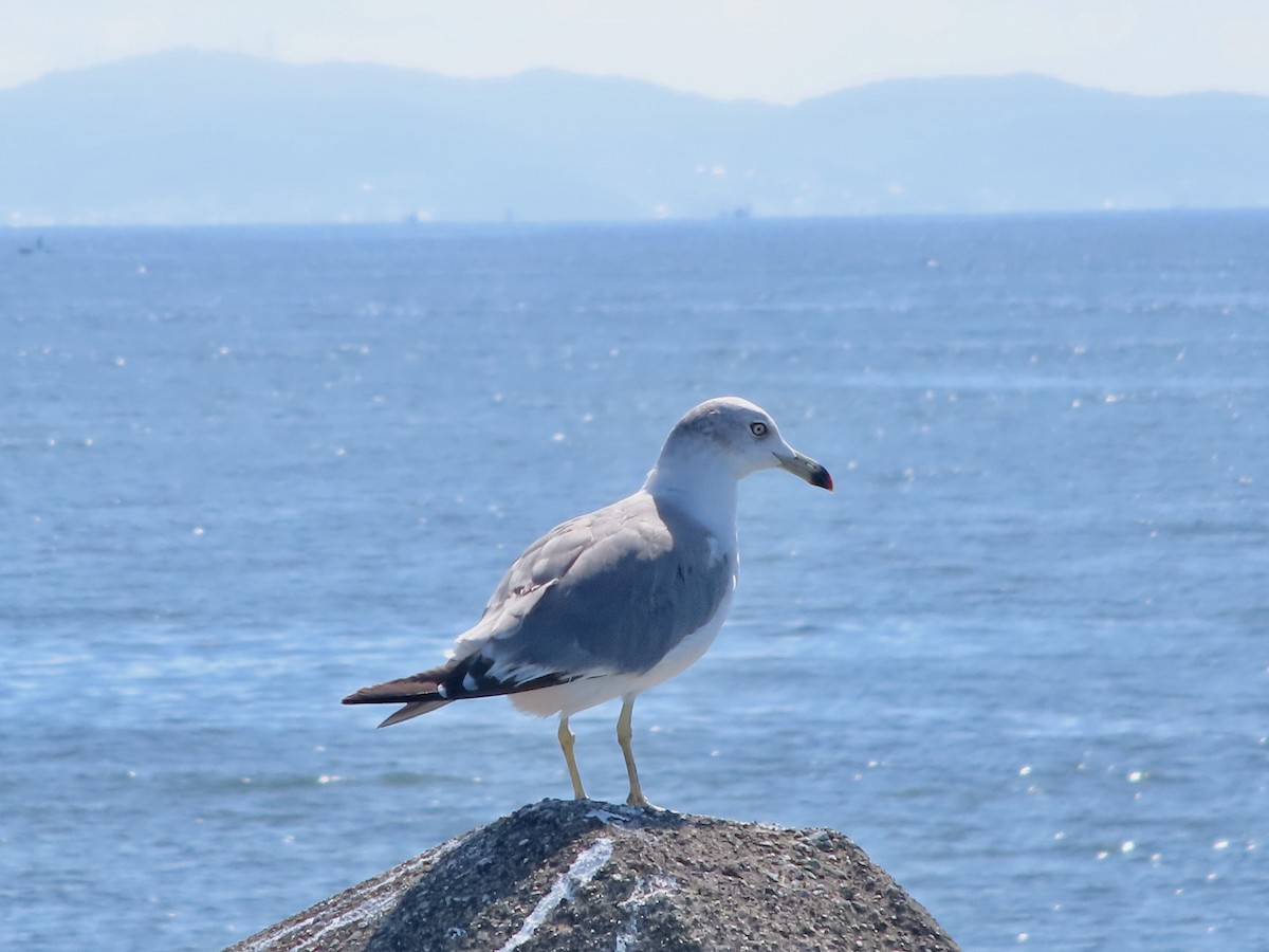 Black-tailed Gull - ML608386398