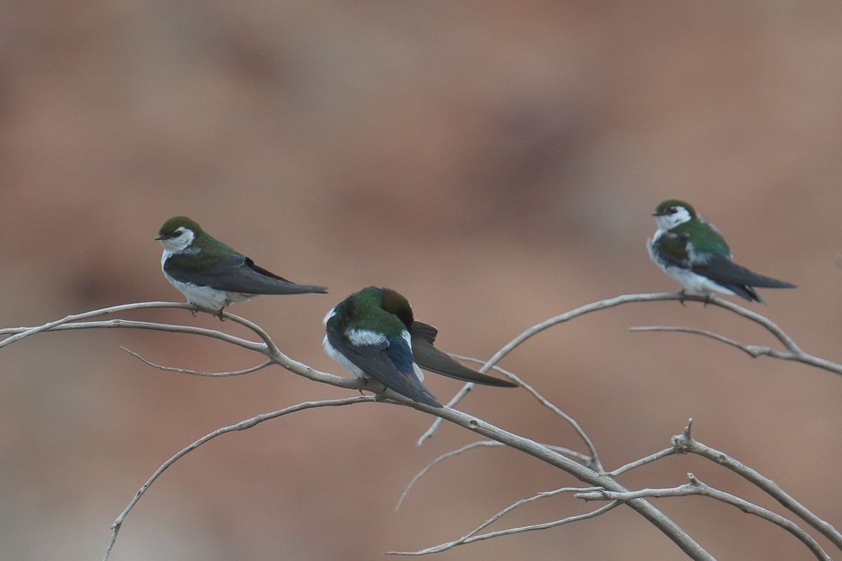 Violet-green Swallow - Vincent PERRIN