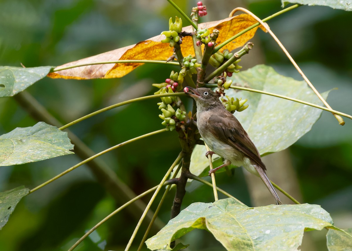 Bulbul aux yeux blancs (simplex/halizonus) - ML608386472