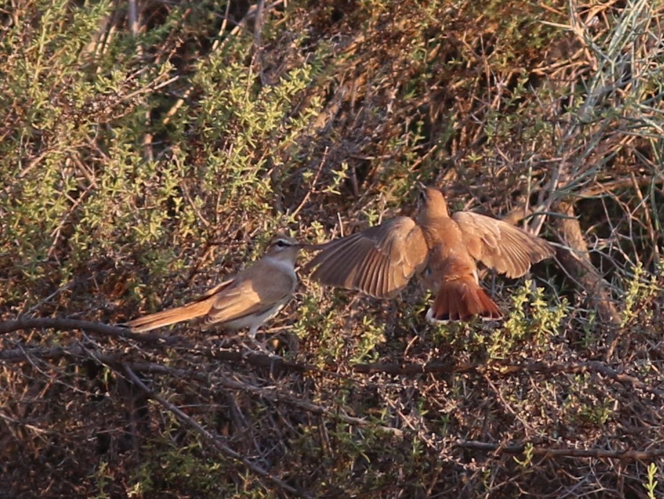 Rufous-tailed Scrub-Robin - ML608386512