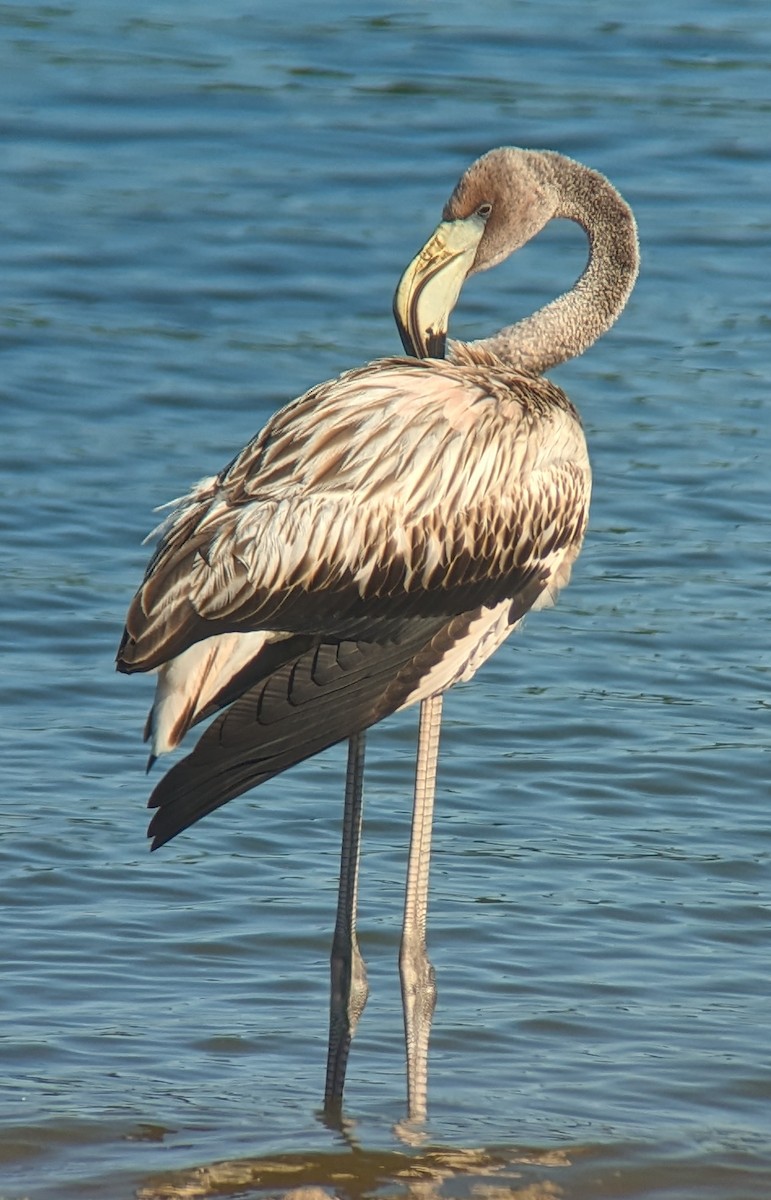 American Flamingo - ML608386553