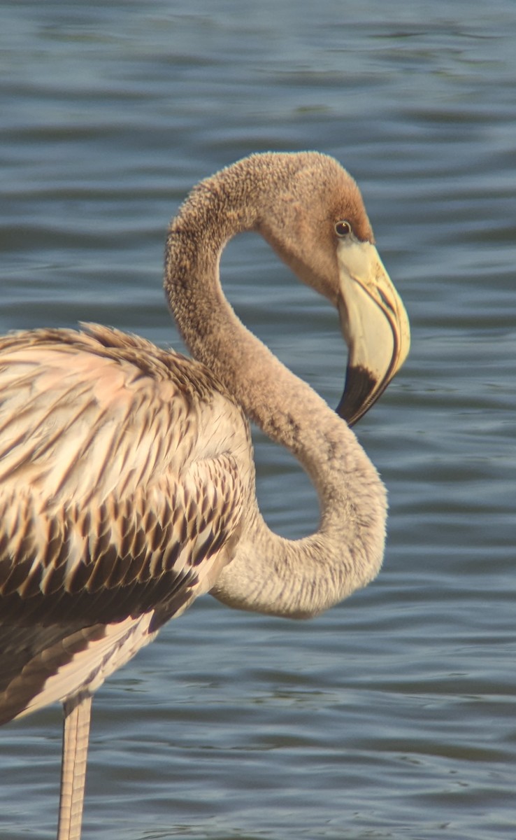 American Flamingo - ML608386558