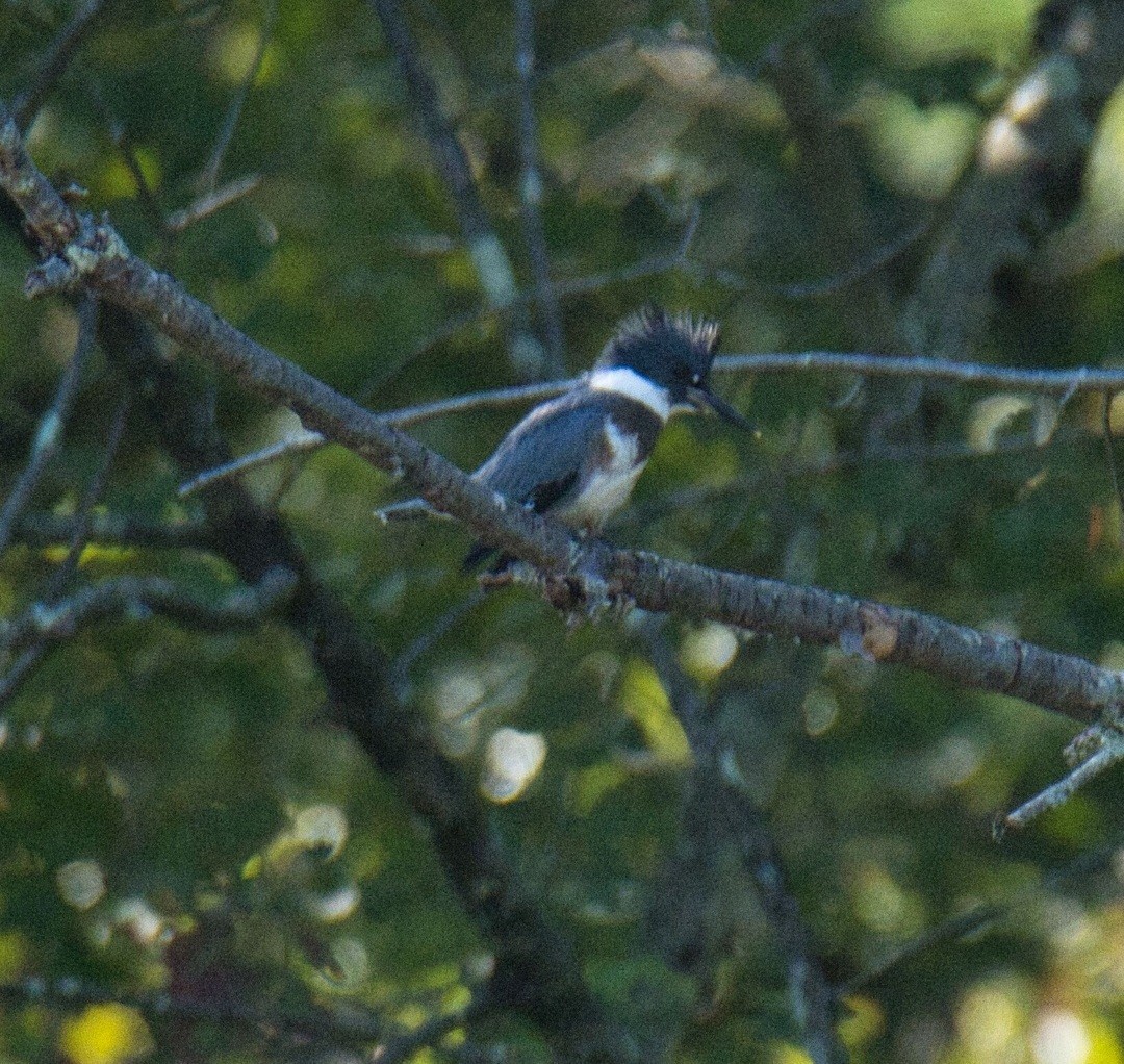 Belted Kingfisher - ML608386697