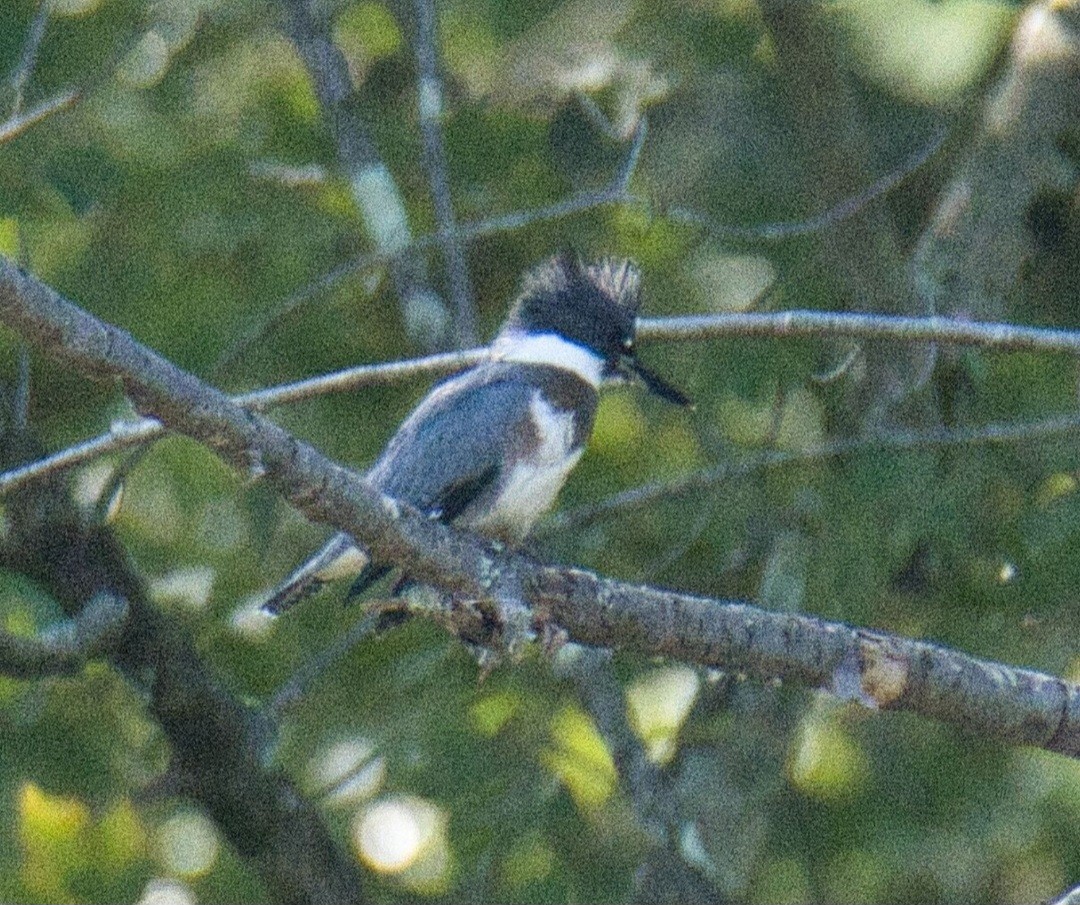 Belted Kingfisher - ML608386698