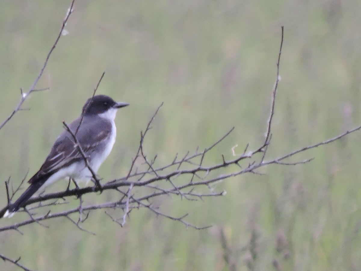 Eastern Kingbird - ML60838671