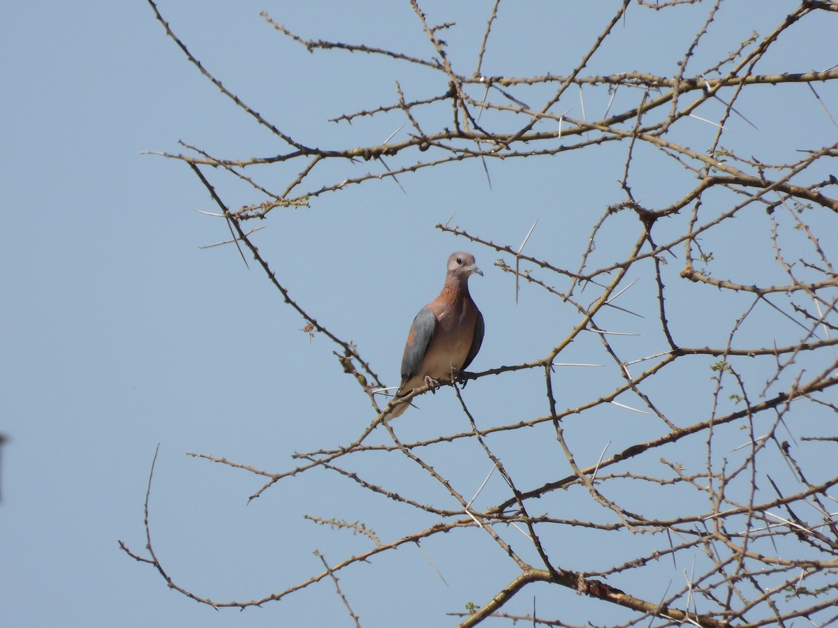 Laughing Dove - ML608386740