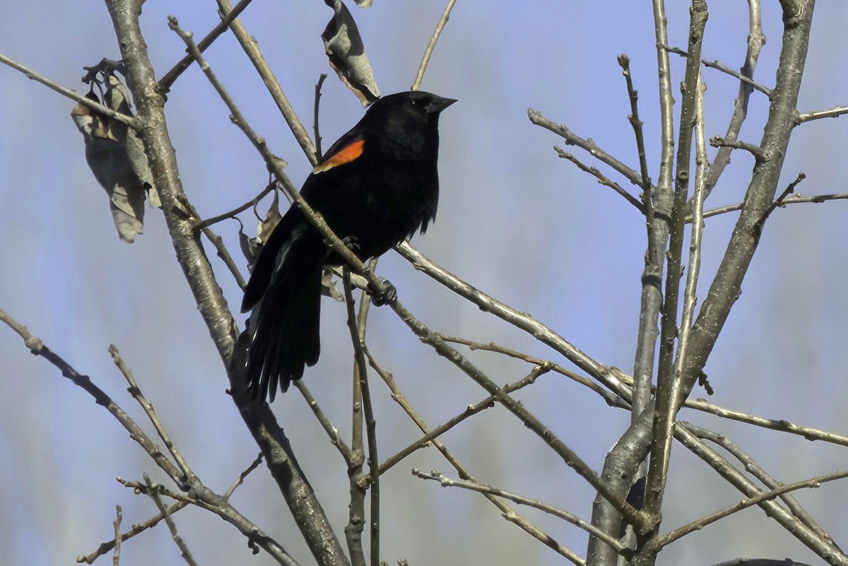 Red-winged Blackbird - ML608386791