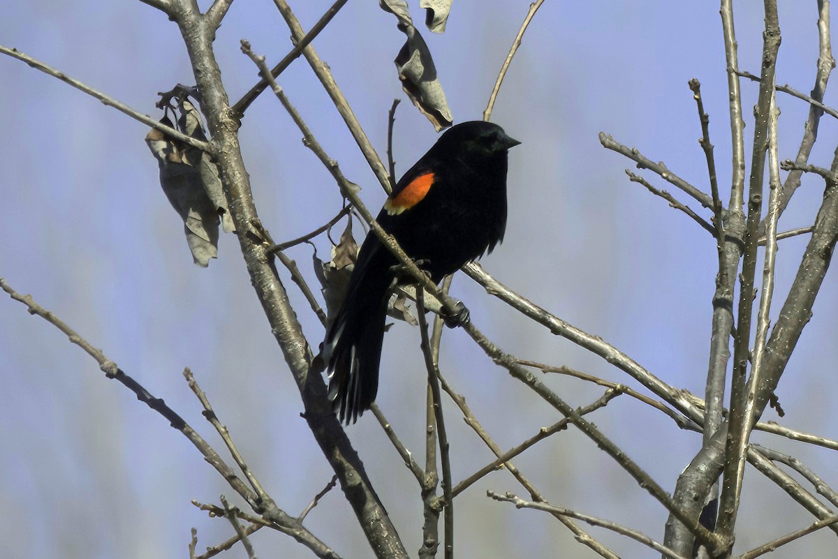 Red-winged Blackbird - ML608386792