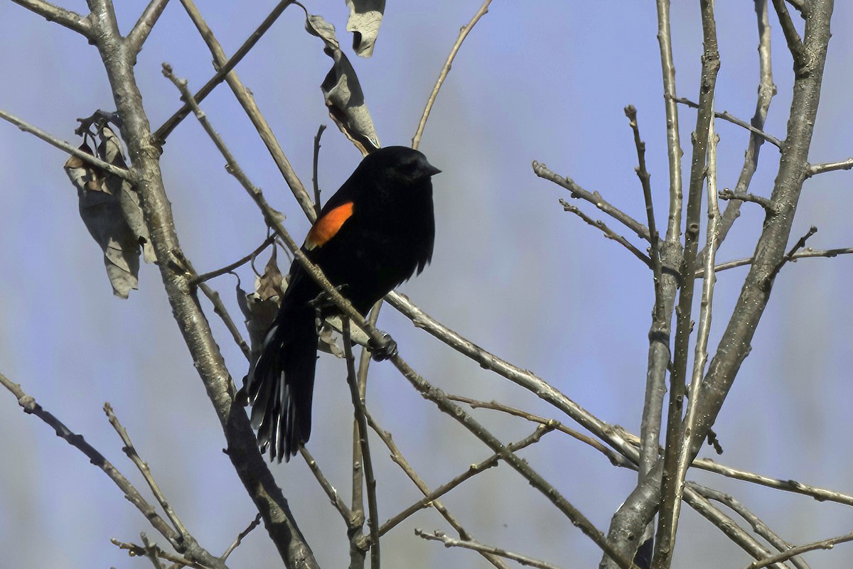 Red-winged Blackbird - ML608386793
