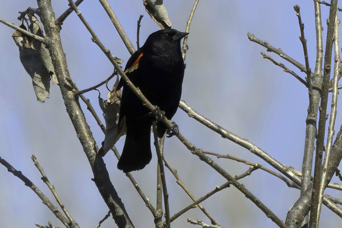 Red-winged Blackbird - ML608386794