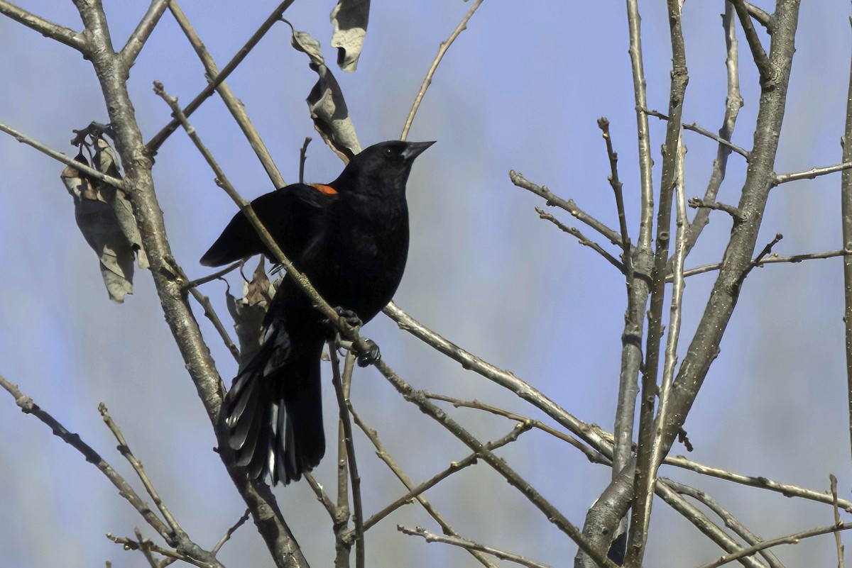 Red-winged Blackbird - ML608386795