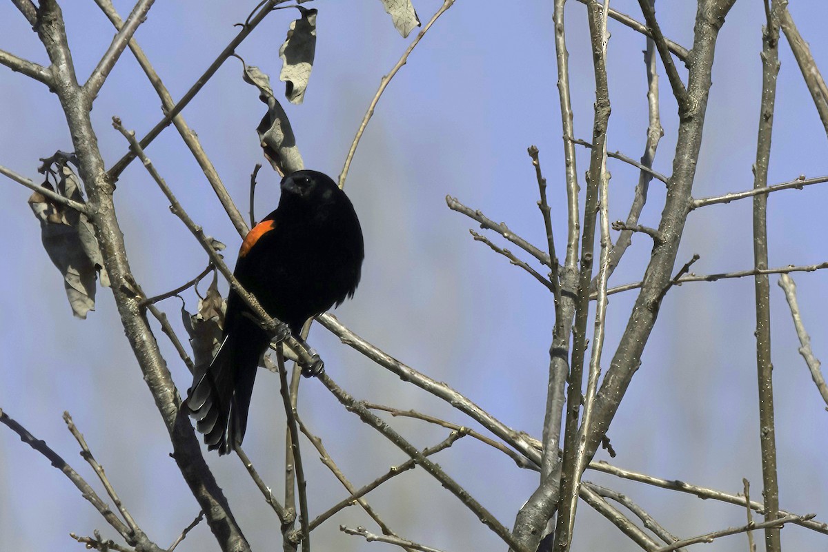 Red-winged Blackbird - ML608386797